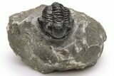 Detailed Gerastos Trilobite Fossil - Morocco #226633-2